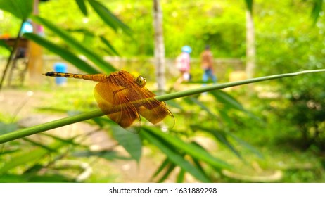 Dragonfly As A Good Environmental Bioindicator