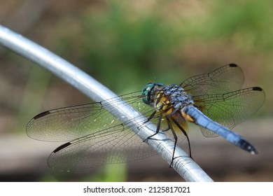 Dragonfly Grasping Onto A Tomato Cage In The Garden