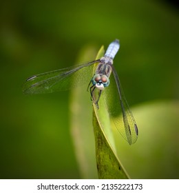 Dragonfly In Grassi Bog Conservation Area, Marion, Massachusetts