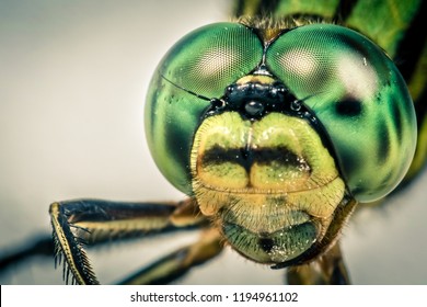 Dragonfly head in macro