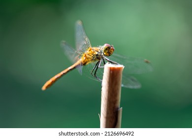 Dragonfly hold on dry branch over green floral background. Dragonfly in the nature. Macro shots, dragonfly in the nature habitat. Beautiful nature scene with dragonfly outdoor