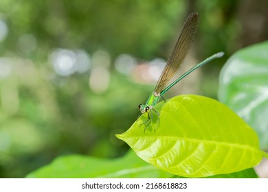 dragonfly holding on green leaf and copying space .Dragonfly in nature dragonflies in their natural habitat Beautiful nature scene with outdoor.a dragonfly background wallpaper.