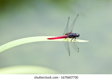 Dragonfly, Hong Kong Park, Central