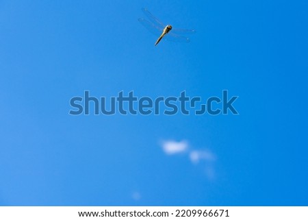 a dragonfly hovering in the blue sky.