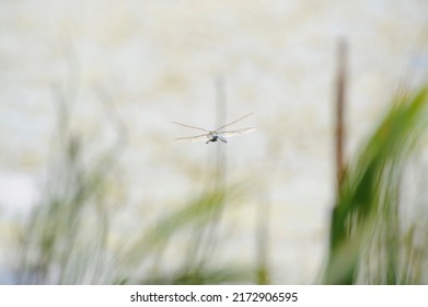 Dragonfly Hovering Next To Lake ( Depth Of Field) 