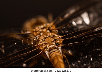 Dragonfly insect eyes with great texture and clarity and beautiful wings