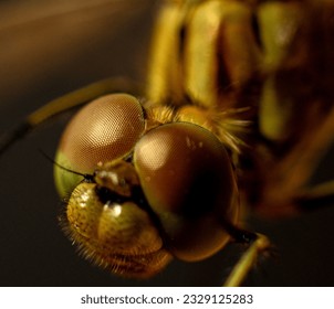 Dragonfly insect eyes with great texture and clarity and beautiful wings