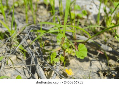 dragonfly insect grass growing in the soil - Powered by Shutterstock