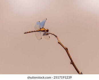 Dragonfly insect nature macro photo - Powered by Shutterstock