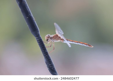 Dragonfly
Insect
Nature
Wildlife
Outdoor Photography
Macro 
Nature 
Insect Photography
BeautifulInsects
Nature Lovers
Wildlife Photography
Scenic
Dragonfly Love
Bu - Powered by Shutterstock