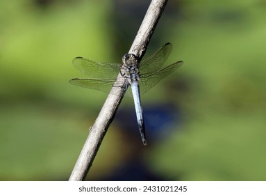 Dragonfly insect perched on a slender twig - Powered by Shutterstock