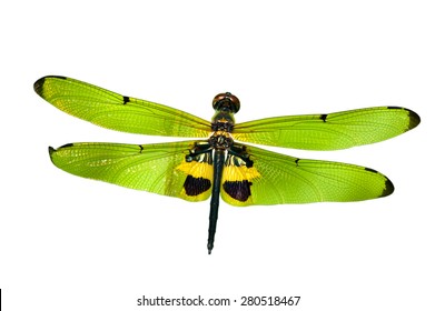 Dragonfly Isolated On White