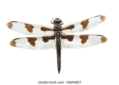 Dragonfly Isolated On White