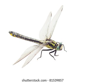 Dragonfly Isolated On White