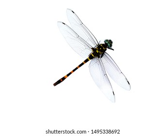 dragonfly isolated on white background. Yellow and back Dragonfly Gomphus flavipes.