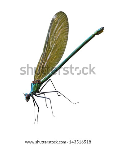 Similar – the queen dragonfly.