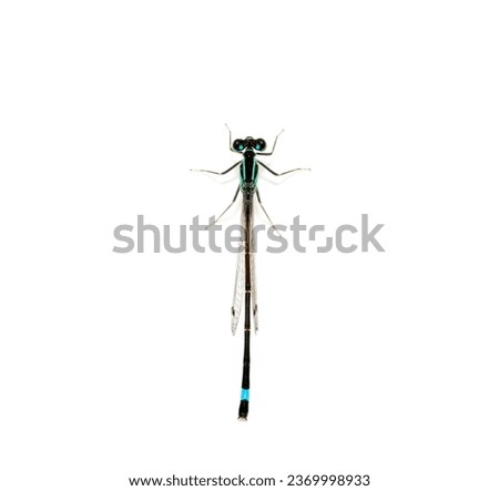 Similar – the queen dragonfly.