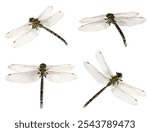 Dragonfly isolated on white, collage. Flying insect