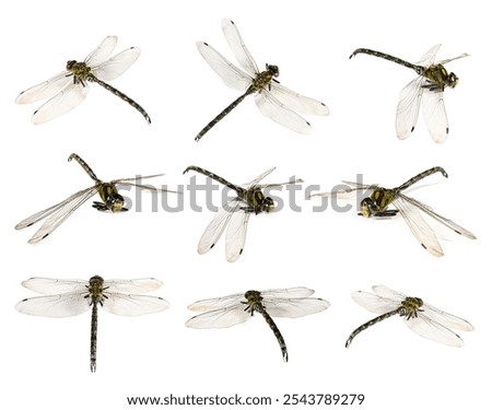 Dragonfly isolated on white, collage. Flying insect