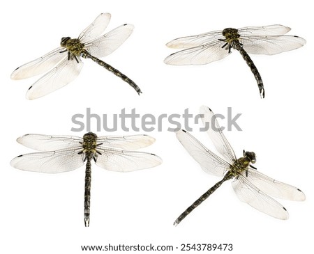 Dragonfly isolated on white, collage. Flying insect