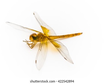 dragonfly isolated in white background.Insect collection