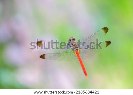 Dragonfly in japanese summer pond