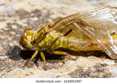 Dragonfly Exuvia Images Stock Photos Vectors Shutterstock