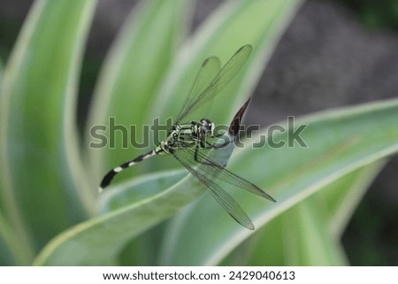 A dragonfly landed on a plant