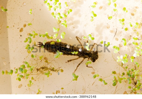dragonfly larvae in pool