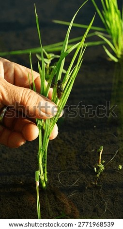 Dragonfly larval shells in rice fields. Dragonfly larvae, or exuviae, are the empty outer shells left behind by dragonfly nymphs during their metamorphosis into adults.