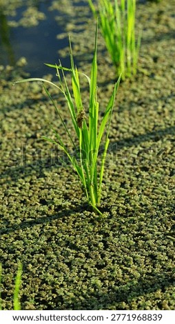 Dragonfly larval shells in rice fields. Dragonfly larvae, or exuviae, are the empty outer shells left behind by dragonfly nymphs during their metamorphosis into adults.