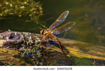 dragonfly laying eggs