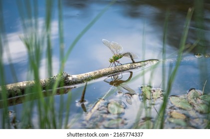 Dragonfly laying eggs in a pond
