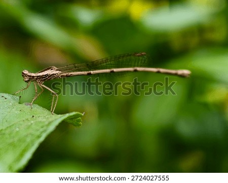 dragonfly in a leaf 
with beutiful greeny background 