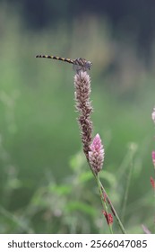 dragonfly, location jember eastjava indonesia, take on december 22Th, 2024; 06.20 AM