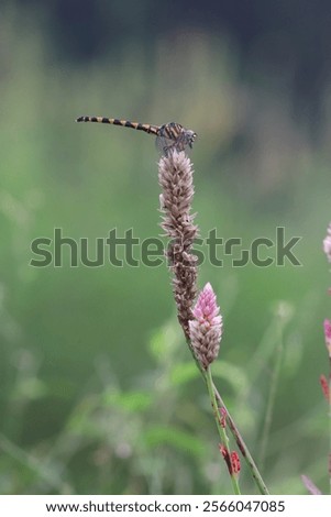 dragonfly, location jember eastjava indonesia, take on december 22Th, 2024; 06.20 AM