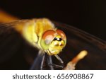 dragonfly macro