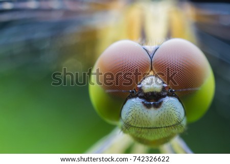 Dragonfly  Macro close-up