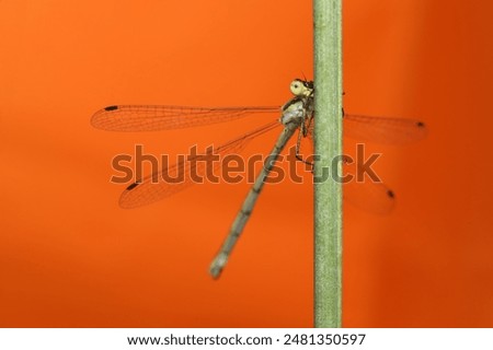 Dragonfly. Macro nature. Orange nature background. 