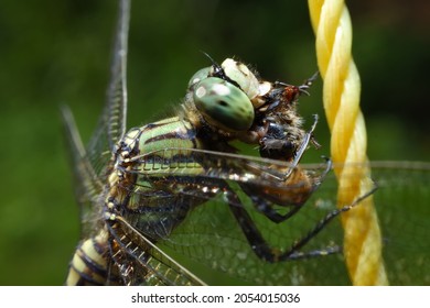 Dragonfly Macro Photo. Close Up Photo, Macro Of A Dragonfly Eating A Bee, The Result Of Hunting In The Morning. Suitable For Animal Lovers, Insect Lovers, Animal News. Natural Beauty And Animals.