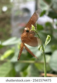 A dragonfly, a master of flight, enjoys a brief respite on a floral stage