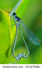 A dragonfly mating
