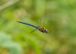 Dragonfly Migrant Hawker (Aeshna Mixta) In Flight