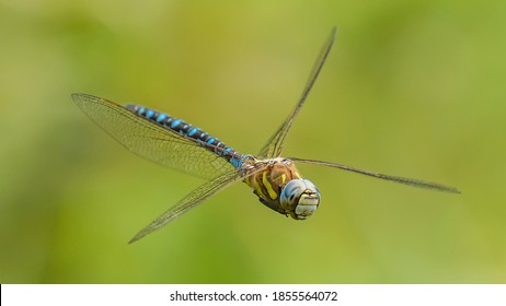 dragonfly migrant hawker (Aeshna mixta) in flight