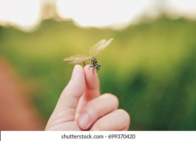 Dragonfly in my hand - Shutterstock ID 699370420