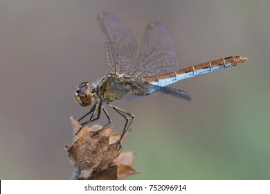 Dragonfly in nature.
