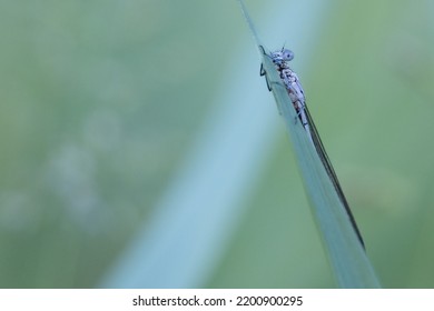 Dragonfly nature green fujifilm photo 