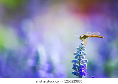 Dragonfly in the nature. Dragonfly in the nature habitat. Beautiful vintage nature scene with dragonfly outdoor
