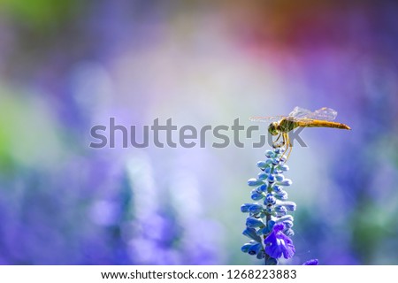 Dragonfly in the nature. Dragonfly in the nature habitat. Beautiful vintage nature scene with dragonfly outdoor
