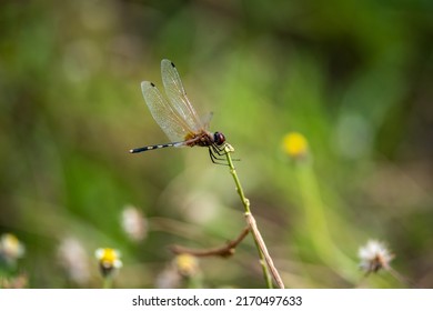 100,707 Dragonfly And Leaves Images, Stock Photos & Vectors | Shutterstock